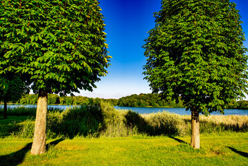 Couple of green trees on a beautiful meadow along the river on a sunny day.