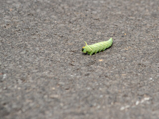 green caterpillar crawls on the asphalt