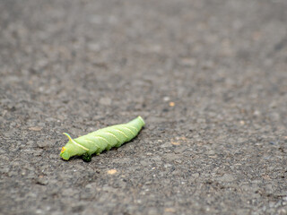 one green caterpillar crawls on the asphalt