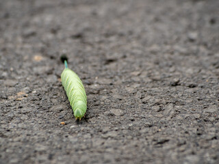 green caterpillar lies on the asphalt