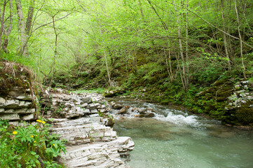 Alpine River in the Forest. Julian Alps