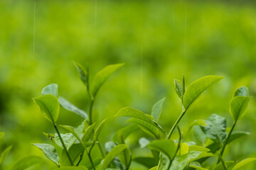 Fototapeta na wymiar Fresh tea bud and leaves. Rainy day at tea plantations.