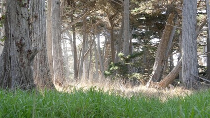Cypress tree forest, coniferous evergreen pine woodland, grove or woods, deep thicket. 17-mile drive scenic road, Monterey peninsula, California, USA. Pacific coast highway tourist route near Big Sur.