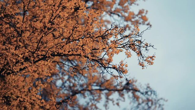 A close-up of colorful yellow leaves of the birch tree on the delicate thin branches against the blue sky. Slow-motion, pan follow
