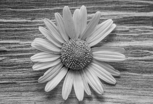 Leucanthemum x superbum 'Becky' Shasta Daisy Flower White