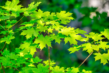Fototapeta na wymiar Green leaves shining at the sun on the tree.