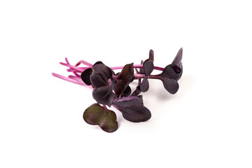 Fresh purple radish sprouts isolated on white. Microgreens.