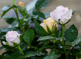 Three single orange and pink bud of lovely rose.  Close up detail of beautiful bloom rosa in the summer garden with water drops.