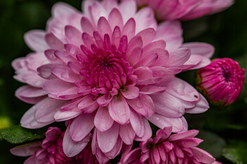 Beautiful deep pink mums flowers is blooming in pot at flower market,blurred background,, pink chrysanthemum in close up photo detail