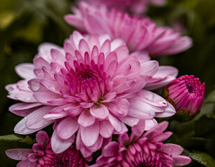 Beautiful deep pink mums flowers is blooming in pot at flower market,blurred background,, pink chrysanthemum in close up photo detail