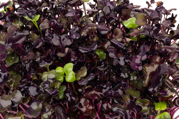 Fresh purple radish sprouts isolated on white. Microgreens.