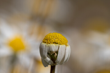 Close de flores amarelas com petalas brancas (margarida)