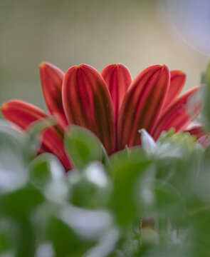 Extreme close-up of a purple osteospermum ecklonis flower full frame. Selective focus of african daisy. 
