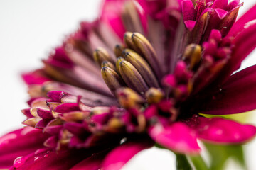 Close up detail of Osteospermum ecklonis flower pink blossom. Summer purple flower in the garden. Afracan daisy. 