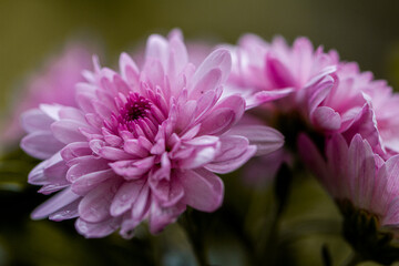 Beautiful deep pink mums flowers is blooming in pot at flower market,blurred background,, pink chrysanthemum in close up photo detail