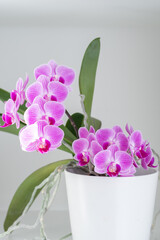 Pinke Orchideen in weissem Topf