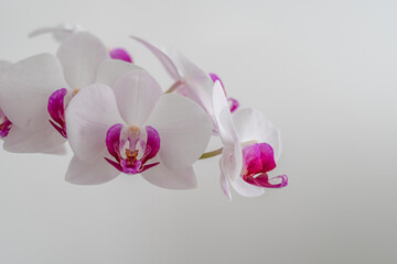 Fototapeta na wymiar Weisse Orchidee isoliert auf weiss
