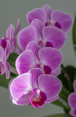 Fototapeta na wymiar Pinke knabenkräuter - Orchidee