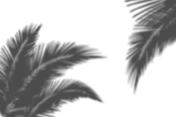 Obraz premium Organic leaves shadows photo- overlay on white background. Product presentation, backdrop, mockup design