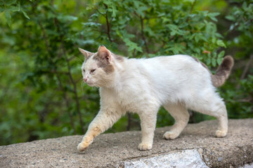 Naklejka na ściany i meble stray cats eat outdoors in summer,
