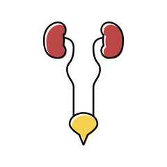urinary system color icon vector illustration