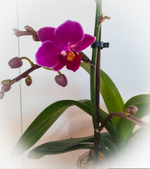 Mini Phalaenopsis
