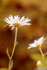 Leucanthemum x superbum 'Becky' Shasta Daisy Flower White