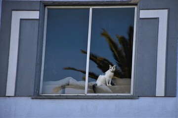 White Cat in an Urban Window with a Palm Tree Reflection