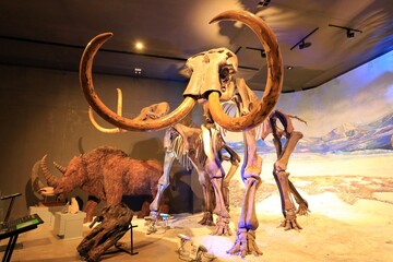 prehistoric animal fossil bone 