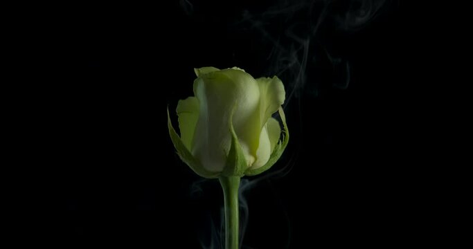 Emotion of love on rose. A romantic white rose petals in fume stay in the dark room.