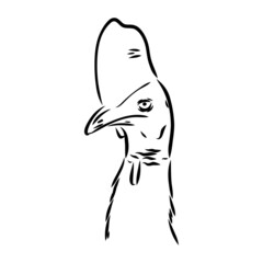 Hand drawn black and white Cassowary isolated on white background. Vector illustration in retro style.