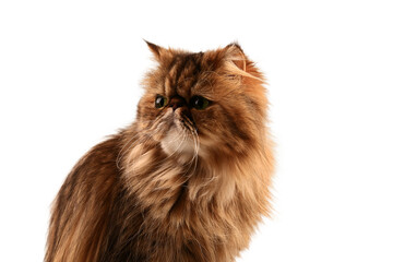 Isolated on white. Persian cat looking at the camera. Close-up.