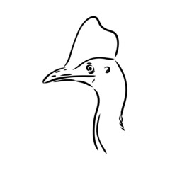 Hand drawn black and white Cassowary isolated on white background. Vector illustration in retro style.