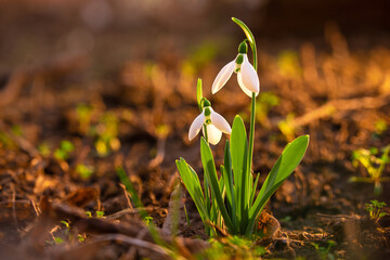 Snowdrop or common snowdrop (Galanthus nivalis) flowers. first sign of spring