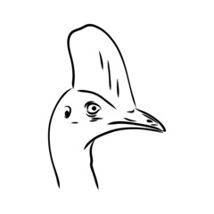 Hand drawn black and white Cassowary isolated on white background. Vector illustration in retro style.