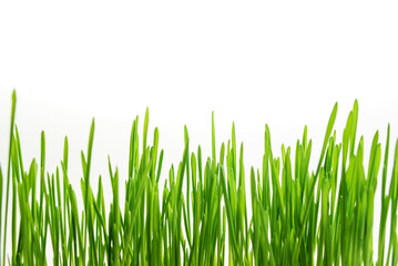 Obraz premium green grass close-up on a white background with copy space and selective focus.