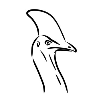 recommend clip art: Hand drawn black and white Cassowary isolated on white background. Vector illustration in retro style.