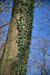 Fototapeta premium Baumstamm mit wucherndem Efeu