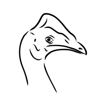recommend clip art: Hand drawn black and white Cassowary isolated on white background. Vector illustration in retro style.