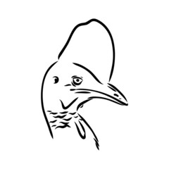 Obraz premium Hand drawn black and white Cassowary isolated on white background. Vector illustration in retro style.