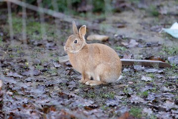 Small Brown Rabbit Standing outside