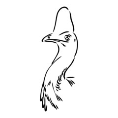 Hand drawn black and white Cassowary isolated on white background. Vector illustration in retro style.