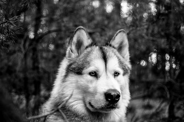 Monochrome Alaskan Malamute portrait. Dark closeup of a Nordic breed dog on a woodland. Observing look. Selective focus on the details, blurred background.