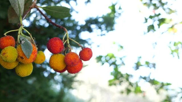 Strawberry tree or shrub ripe and unripe fruits, irish arbutus unedo harvest, cain or cane apple berries. California garden. Green leaves foliage. Mediterranean Europe flora, widespread in Ireland.