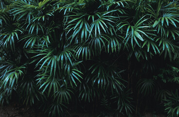 Naklejka na ściany i meble Tropical green leaf background, Dark tone theme.