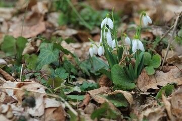 White Galanthus in the spring forest