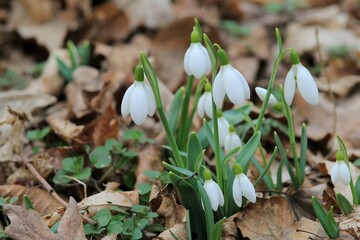 White Galanthus in the spring forest