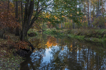Bright fall foliage on trees in yellow, red, orange and green colors. The rays of the setting sun illuminate the forest. Clean nature, ecology, seasons, environmental protection.