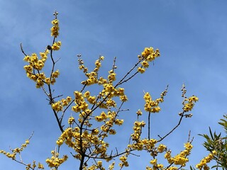 Allspice or Robai yellow flowers against blue sky background