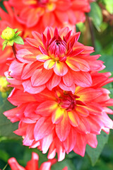 red dahlia flowers